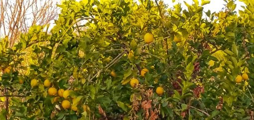 108052939_3748205708528473_1337517873874416919_n