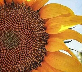 GIRASOL