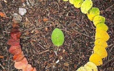 ALIMENTO DE PÁJAROS