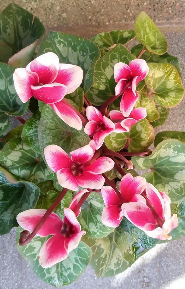 220444055_4905449109470788_28914506014291584_n