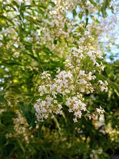 335126794_972671810517474_657029993870139610_n