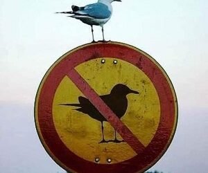 Inventos de la Laguna