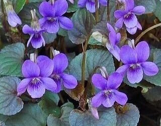 VIOLETAS