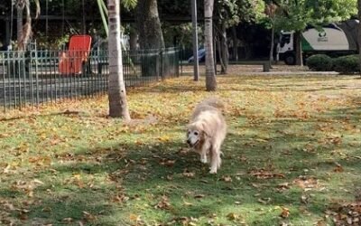 PANCHA Y EL OTOÑAR