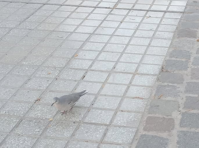 482829296_1098265479006360_6346005973751384250_n