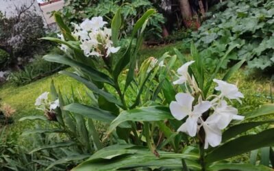 Cañas de Ámbar y Zapallar