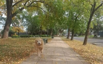 La plaza de Panchita