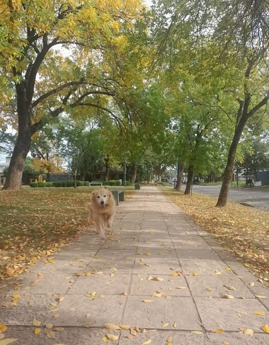 La plaza de Panchita