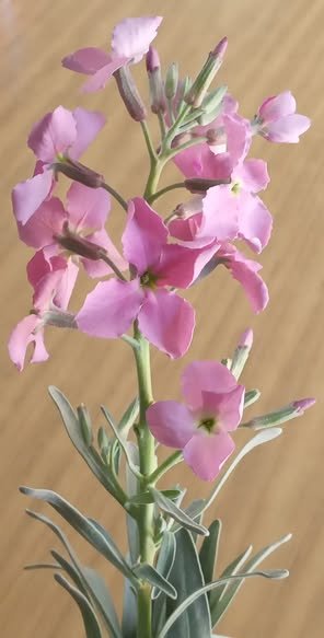 484823632_1103721688460739_3513174504563378974_n