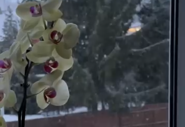 ORQUÍDEA Y NIEVE