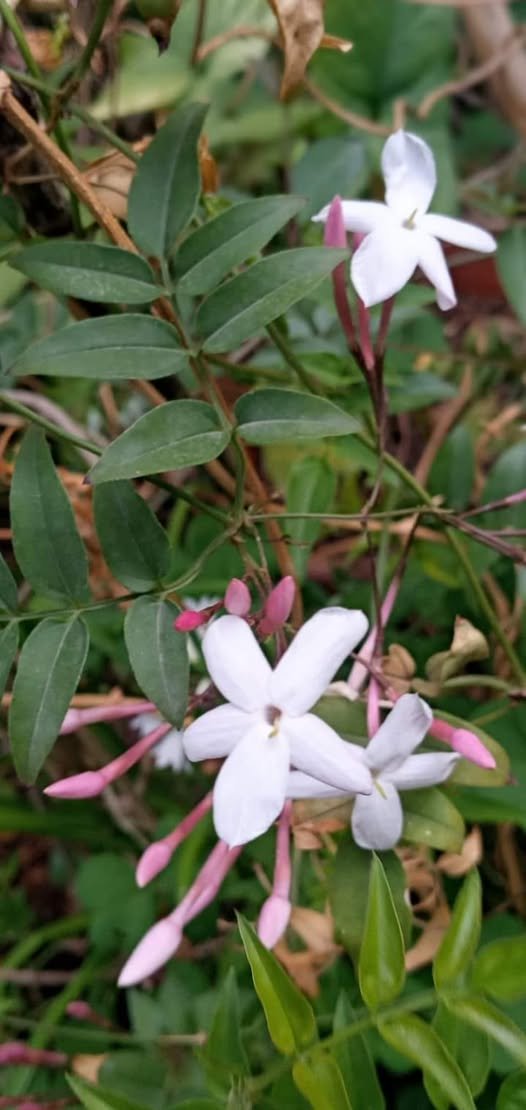 484619799_1105271514972423_3047935147561311053_n