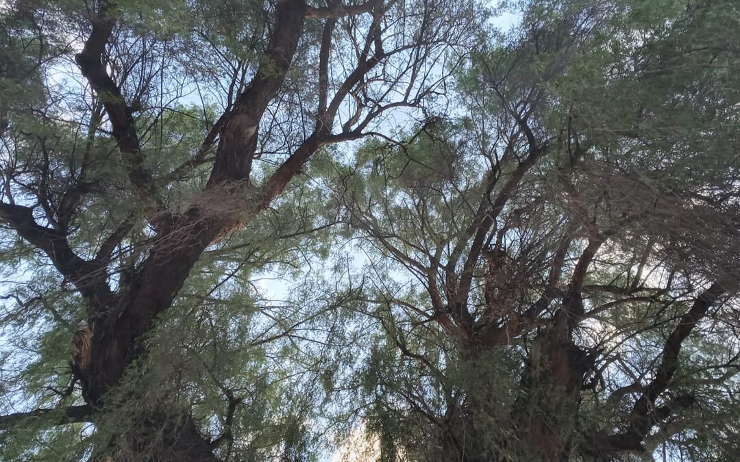 Aguaribay de la Plaza Chile