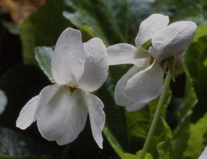 485771097_1107105404789034_8547432197268654867_n